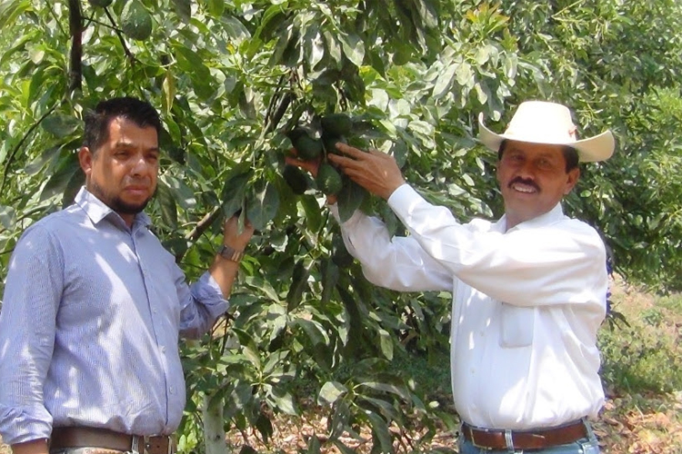 En-Agosto-Se-Estabilizará-El-Precio-Del-Aguacate