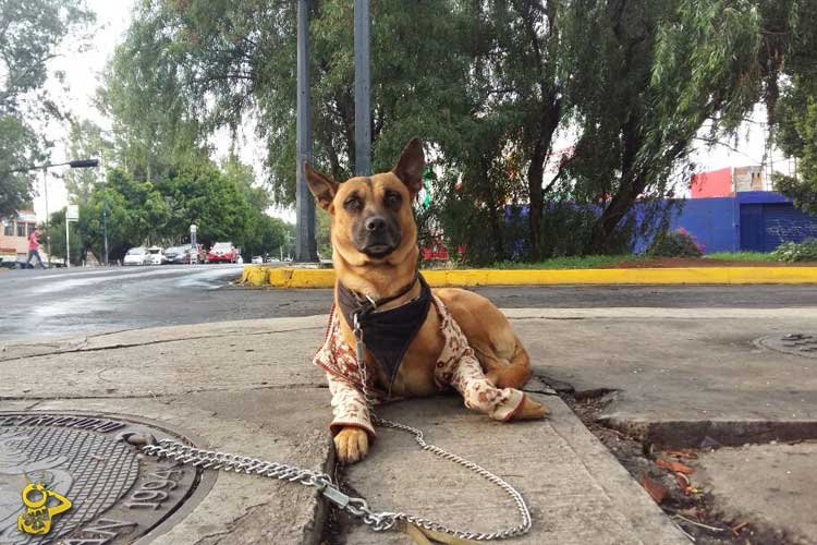 Pikolin-perro-Morelia