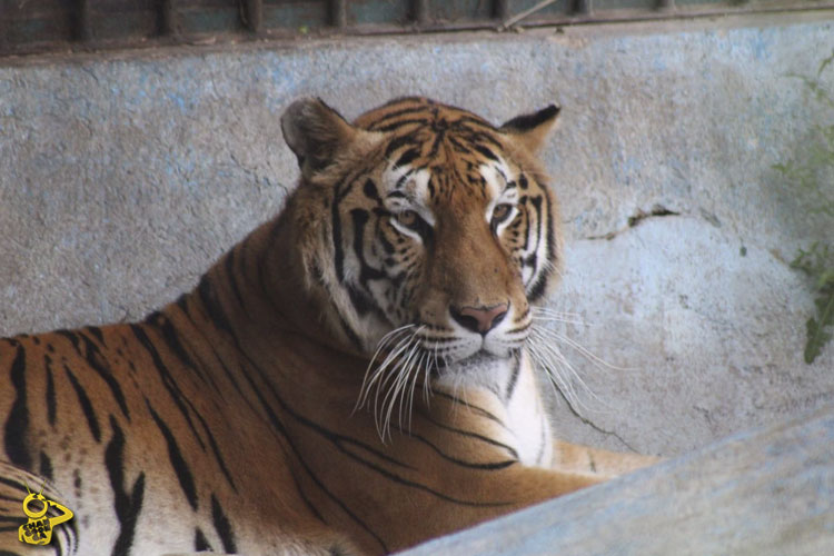 Tigre-Zoologico-de-Morelia-2