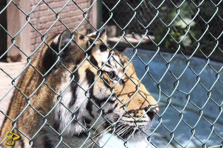 Tigre-Zoologico-de-Morelia-3