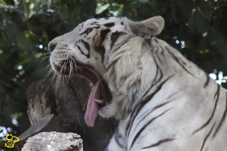 Tigre-Zoologico-de-Morelia