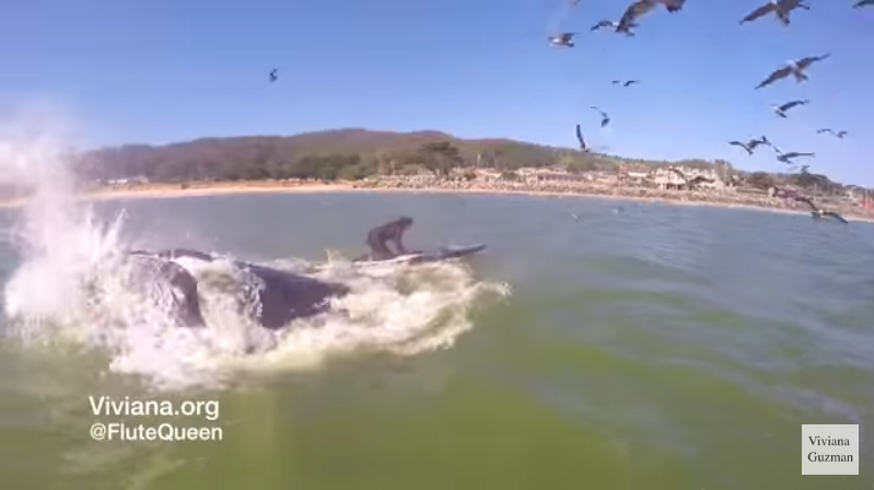 ballena aparece cerca de surfista california