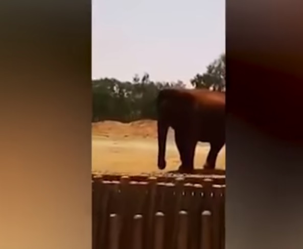 elefante asesino