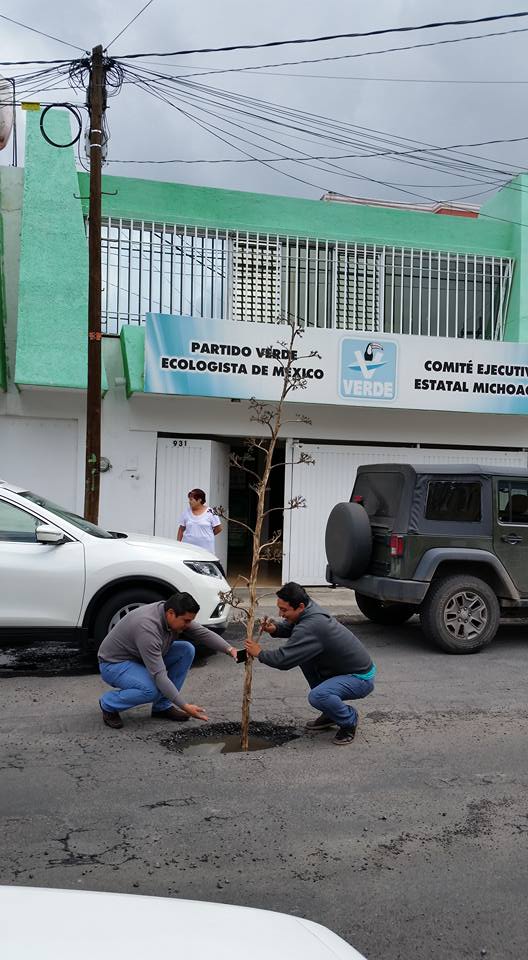 pvem bache arbol