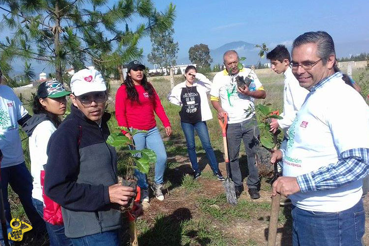 reforestación altozano 2