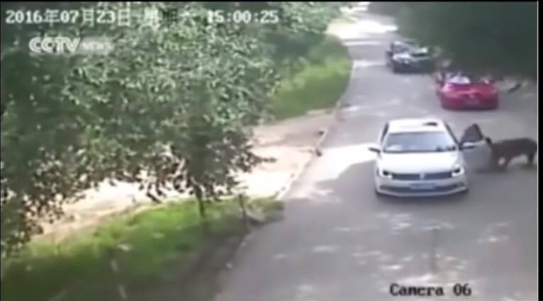 tigre mata a mujer en zoo de china