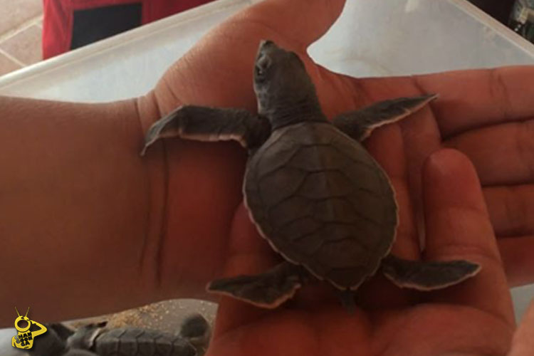 tortuga 1