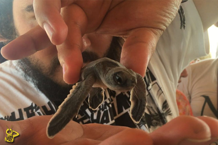 tortuga 2