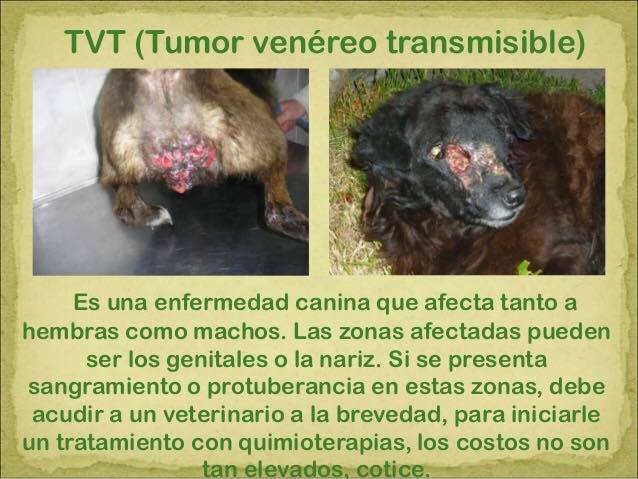 tumor perros