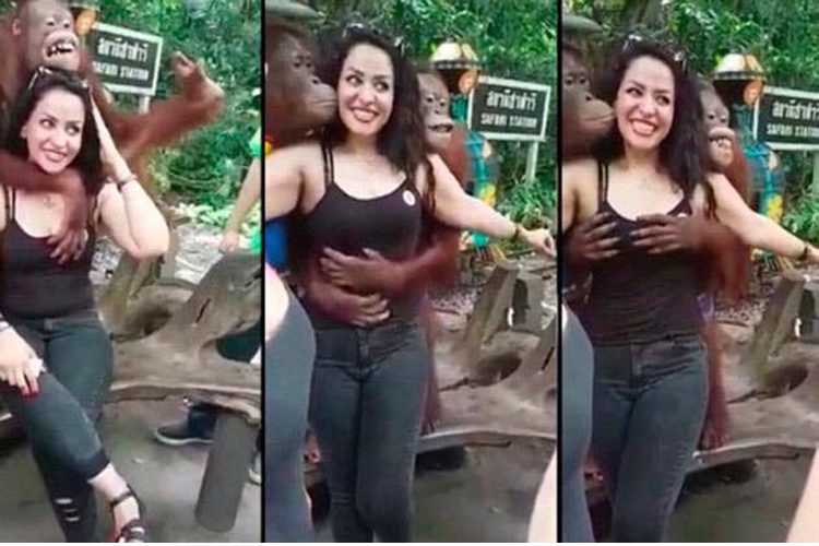 ¡Mira-Qué-Listo!-Orangután-Le-Toca-Las-Bubis-A-Mujer-Mientras-Se-Tomaban-Una-Foto