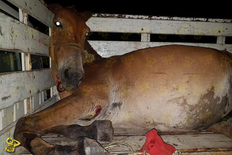 Caballo-Muere-Tras-Chocar-Contra-Una-Camioneta-1