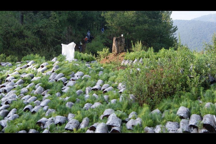 Se-Plantaron-Arbolitos-En-La-Comunidad-De-Cuanajo