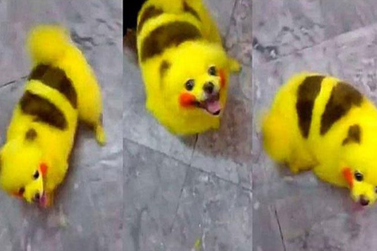 perro-Pikachu
