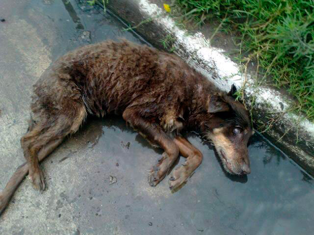 perro-abandonado-lluvia