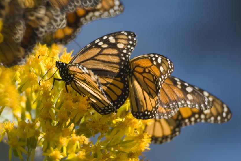 somos michoacán mariposas monarcar