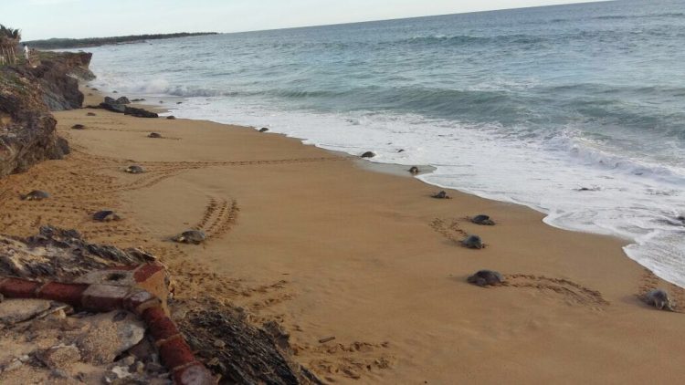 tortugas