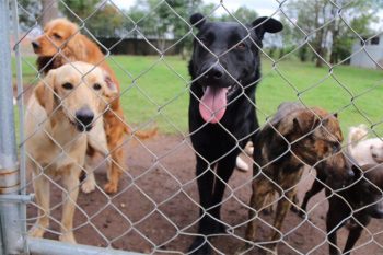 Centro-de-Atención-Canina-de-Morelia-1