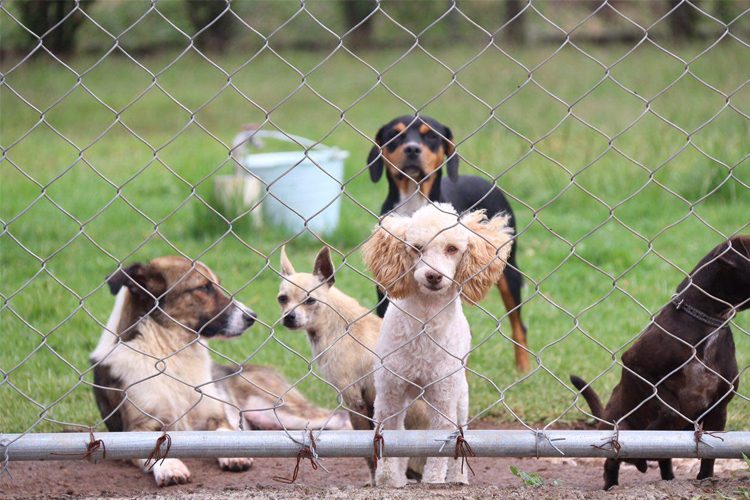 Centro-de-Atención-Canina-de-Morelia-2
