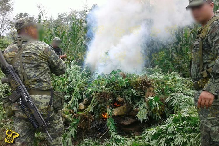ejercito-destruye-sembradio-de-marihuana-en-la-poblacion-en-apatzingan-1