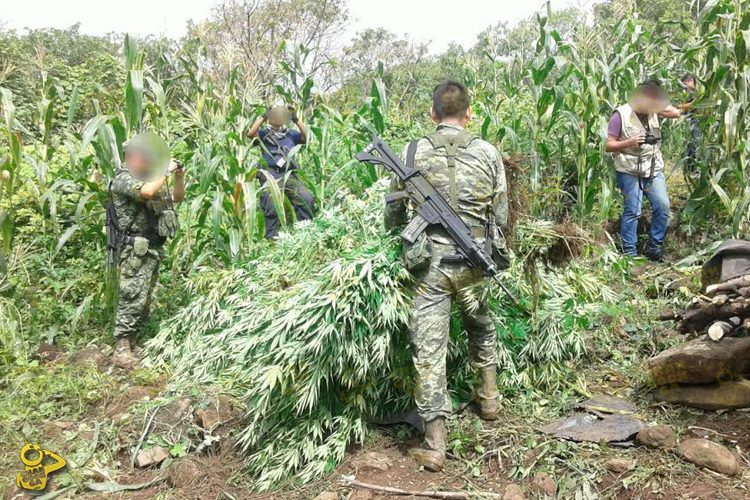 ejercito-destruye-sembradio-de-marihuana-en-la-poblacion-en-apatzingan-2
