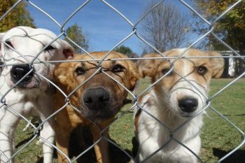 Impulso-sin-precedentes-al-cuidado-animal-en-Morelia-2