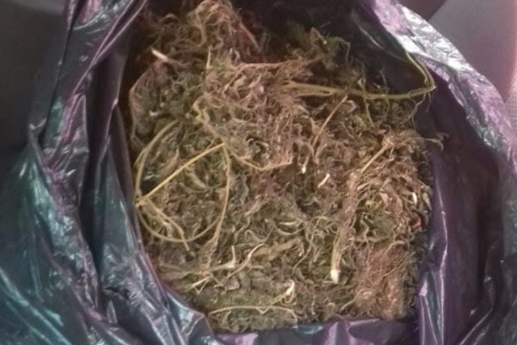 michoacan-tras-operativo-recuperan-14-unidades-y-una-bolsa-de-mota