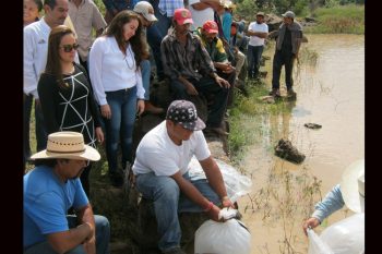 morelia-reciben-200-mil-crias-de-tilapia-productores-piscicolas-del-municipio