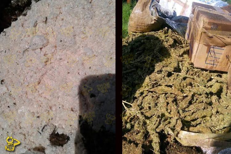 PGR-Quema-Más-De-Una-Tonelada-De-Drogas-En-Morelia--3