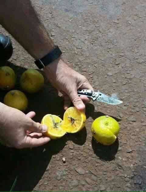 fruta-clavos-2