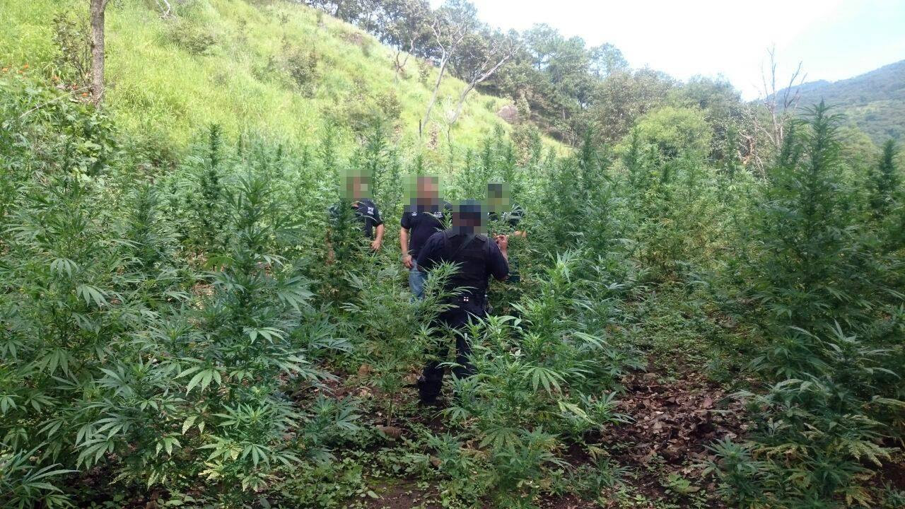 plantio-marihuana-2