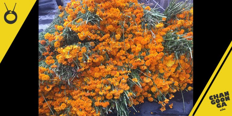 cempasuchil-para-decorar-parte-de-acueducto