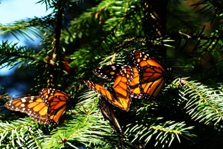 mariposa-monarcas