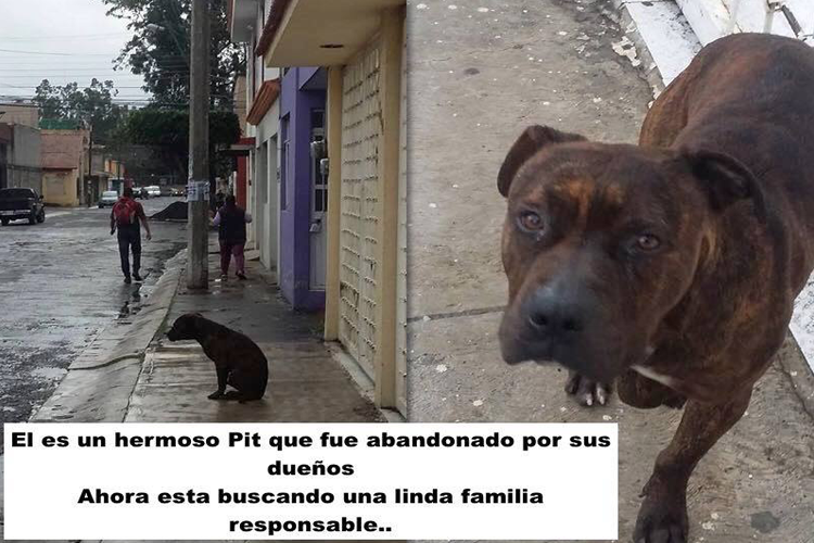 pitbull-abandonado-morelia-angui