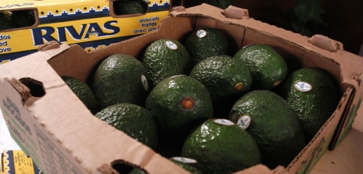 aguacate-importado-buena
