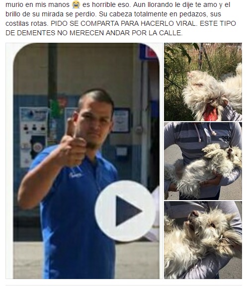 denunciamesta-atropello-perritas-3