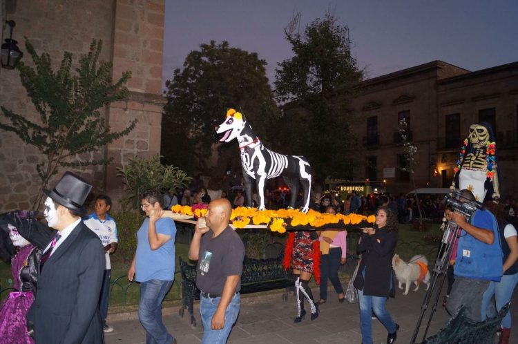 desfile-peludo