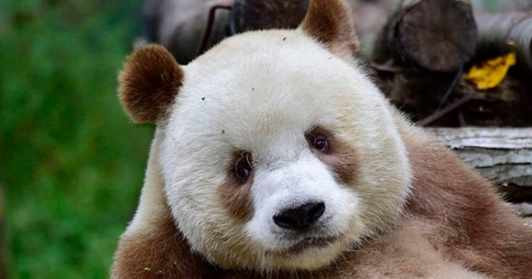 panda-cafe