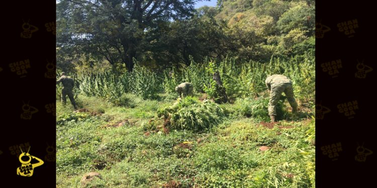 plantios-de-marihuana-1