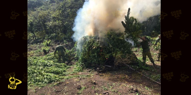 plantios-de-marihuana-2