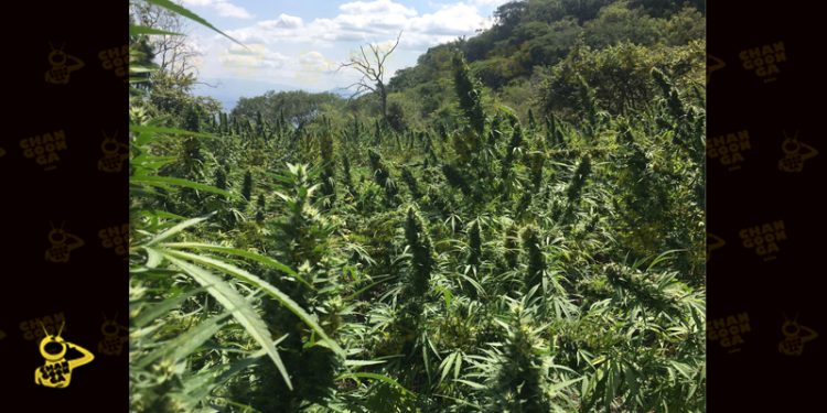 plantios-de-marihuana-3