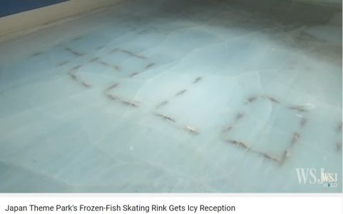 5-mil-animales-marinos-parque-tematico-japon-1