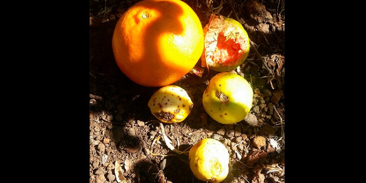 analizaran-la-forma-en-que-no-se-desperdicien-alimentos-en-michoacan