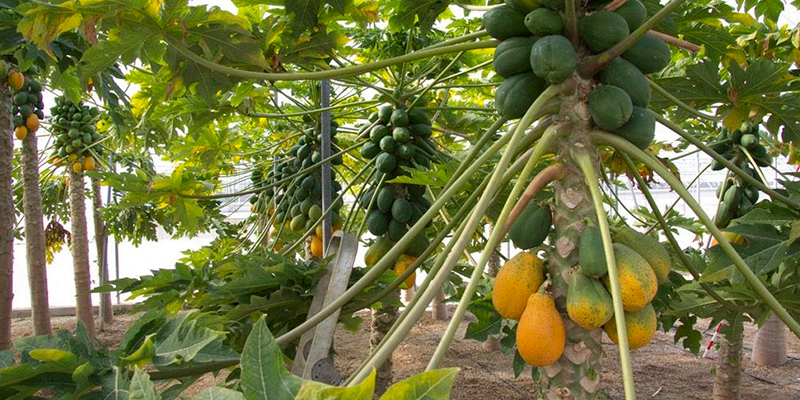 mercado-frances-interesado-en-la-papaya-de-michoacan