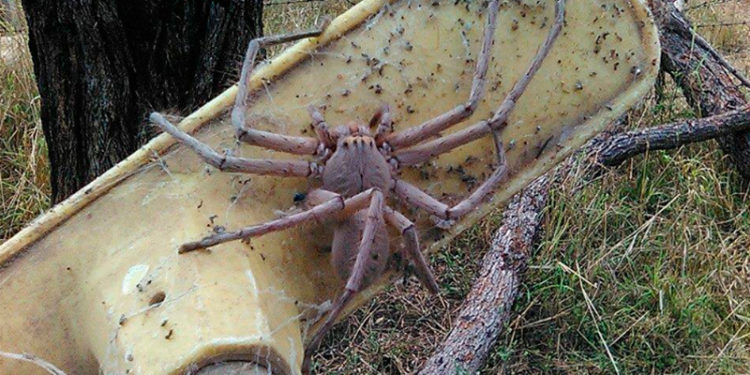 mujer-australiana-descubre-una-arana-super-gigante-2