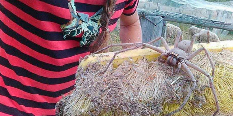 mujer-australiana-descubre-una-arana-super-gigante