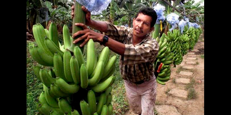 platano-michoacano-entre-los-mejores-del-pais-1