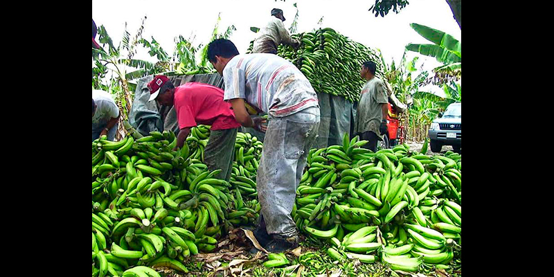 platano-michoacano-entre-los-mejores-del-pais-2