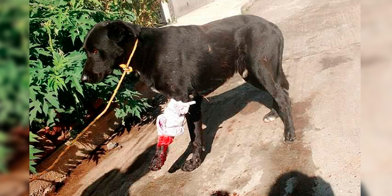 presunto-dueno-de-perra-en-celo-balea-a-otro-perrito