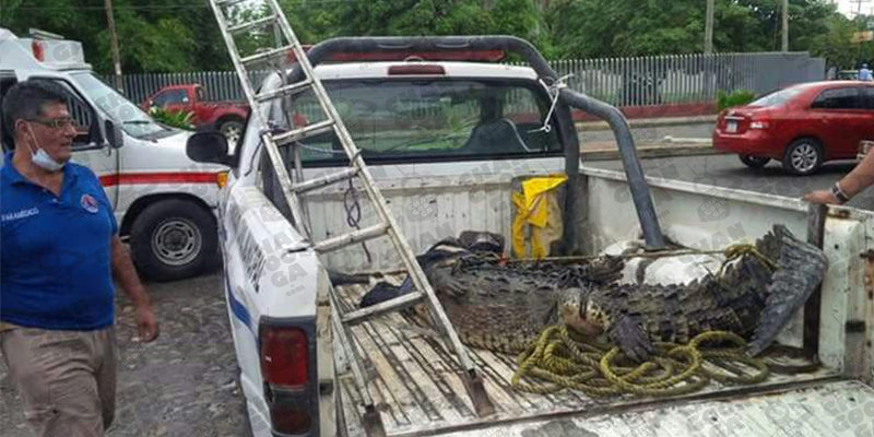 proteccion-civil-captura-cocodrilo-frente-al-campus-de-la-umsnh-en-lazaro-cardenas-2