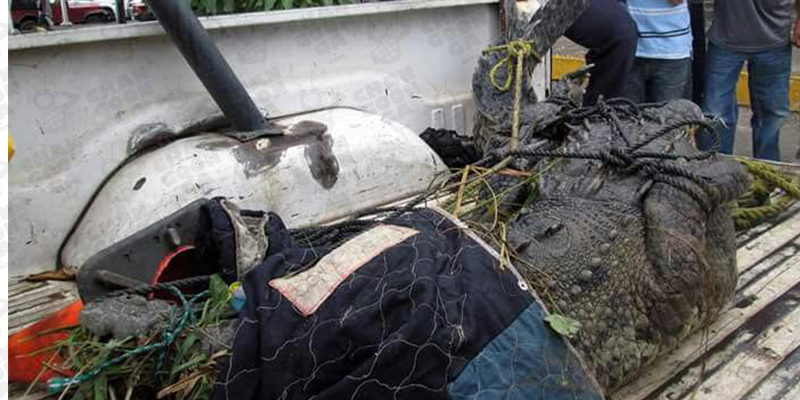 proteccion-civil-captura-cocodrilo-frente-al-campus-de-la-umsnh-en-lazaro-cardenas-3